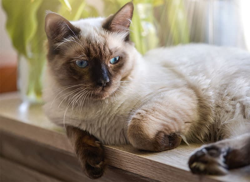 Kot ragdoll
