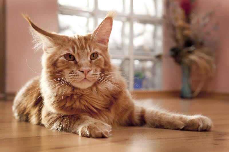 Kot Maine Coon